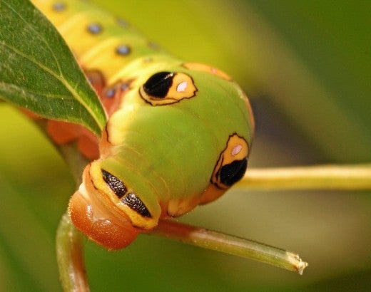 a green spicebush swallowtail caterpillar munches on a leaf