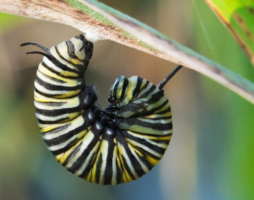 fat caterpillar curled on a leaf stalk