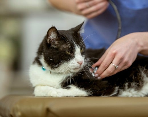 A sick looking cat being seen by a vet.