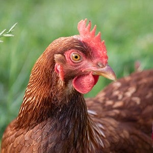 A brown free range chicken surrounded by clover