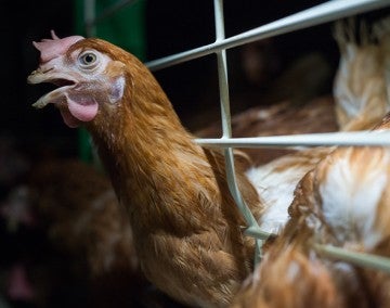 A brown chicken struggles against the bars of a crowded battery cage at a factory farm, looking at the camera desperately