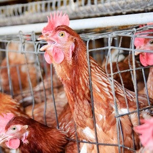 Chickens in a battery cage