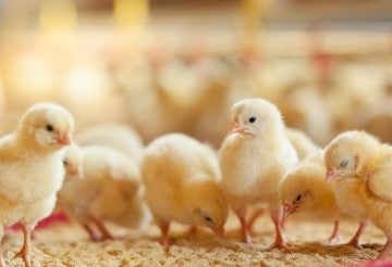 Little chicken feeding at the farm