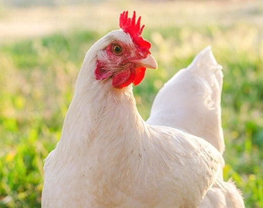 Hen roaming freely in valley