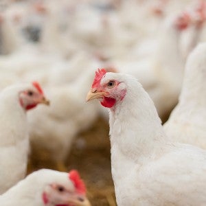 Chickens on a farm