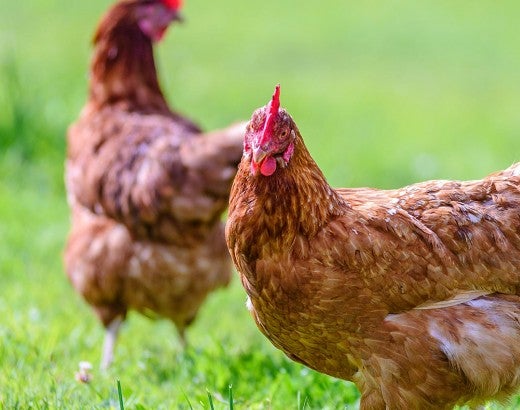 chickens in grass