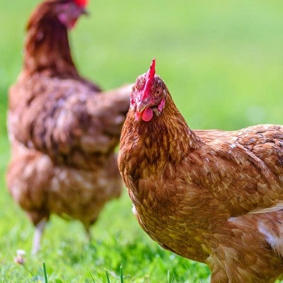chickens in grass