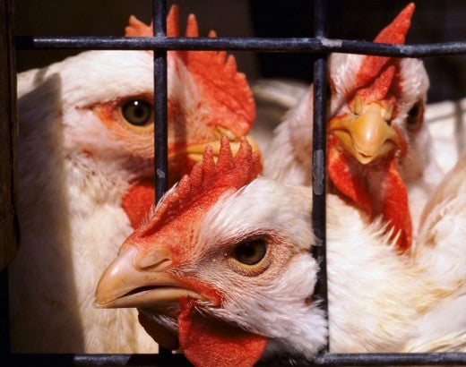 Chickens kept in a battery cage