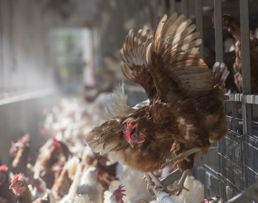 hen flying