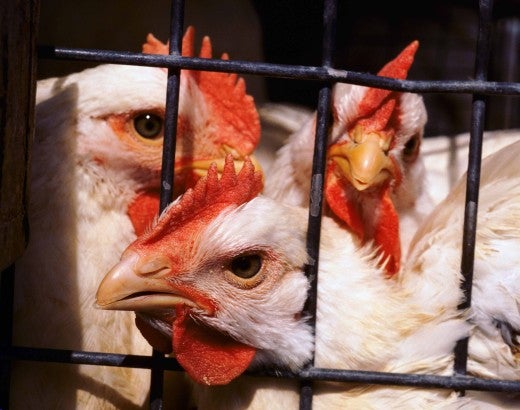 Chickens in a cage