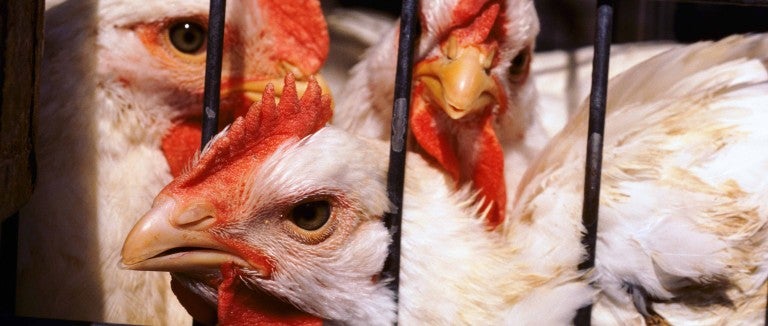 Chickens in a cage