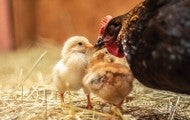 Closeup of a hen caring for her small chicks.
