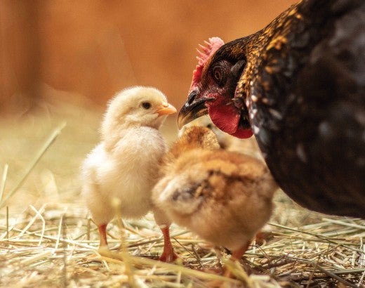 Closeup of a hen caring for her small chicks.