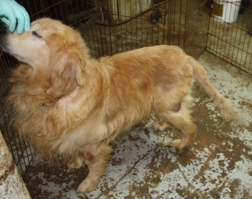 Puppy mill dog