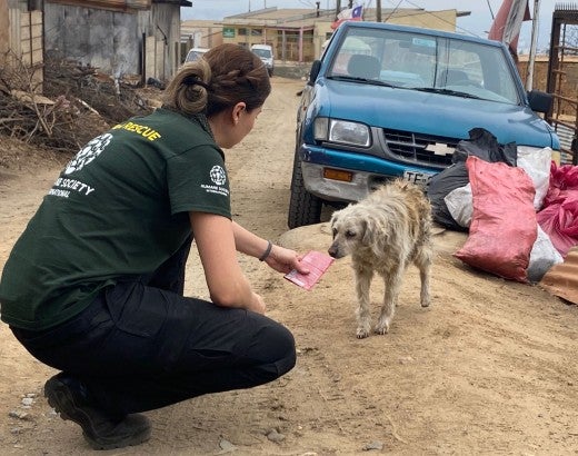 Rescue responder greets dog 