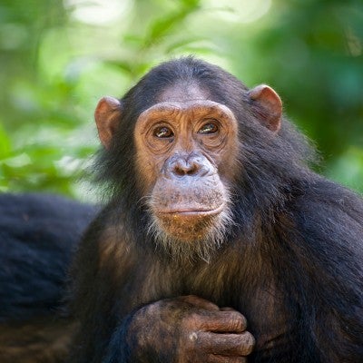 Portrait of a chimpanzee