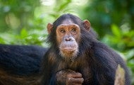 Portrait of a chimpanzee