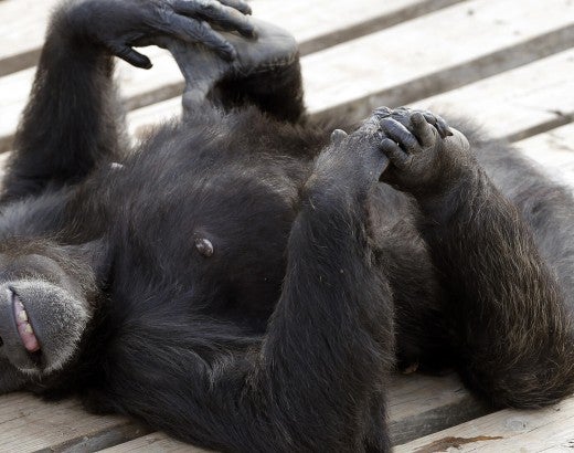 A chimp laying on their back playing