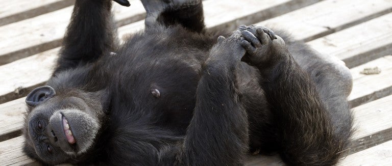 A chimp laying on their back playing