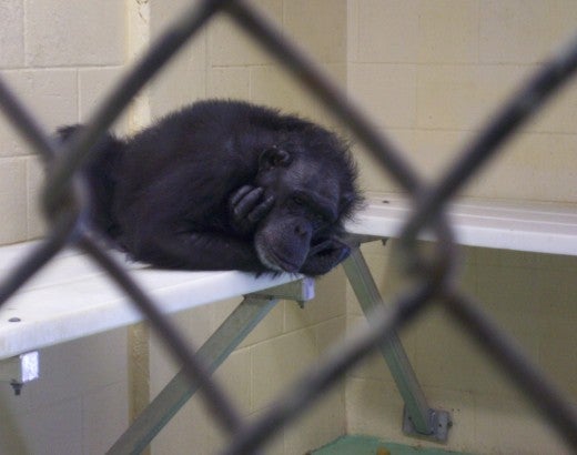 A chimpanzee in a cage