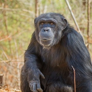 Chimpanzee retired from a life in research, relaxing in a tree at Project Chimps in Blue Ridge, Georgia