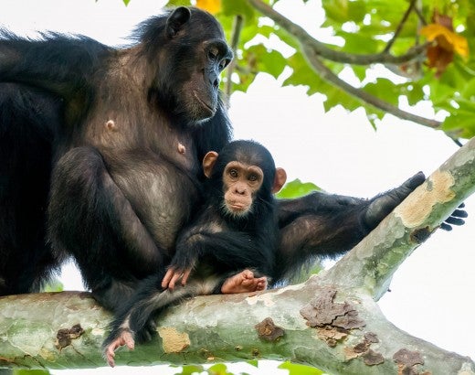 Portrait of a chimp and baby