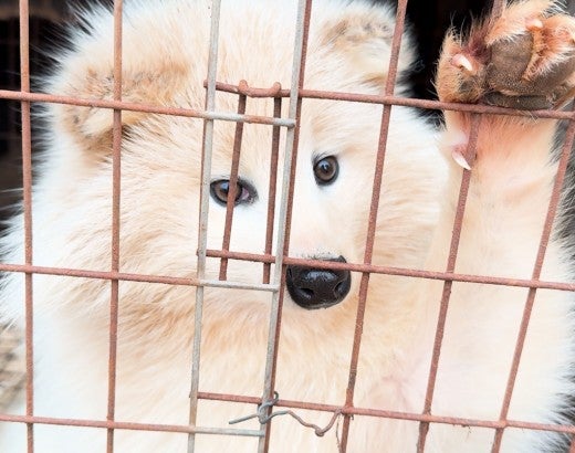 A raccoon dog paws at their cage