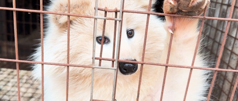 A raccoon dog paws at their cage