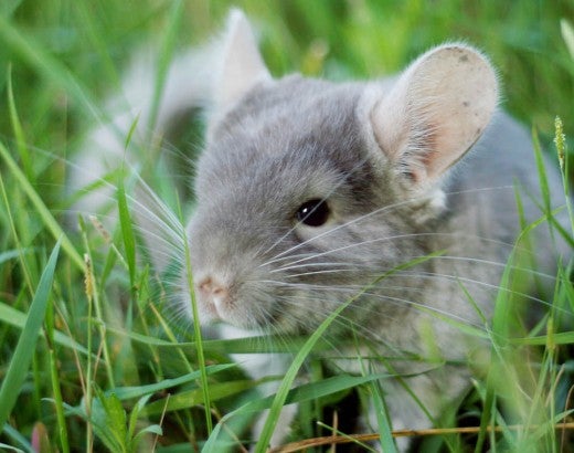 Small chinchilla sits in grass