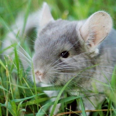 Small chinchilla sits in grass