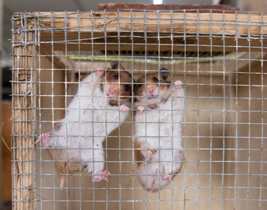 Two animals in small cage at pet store rescue