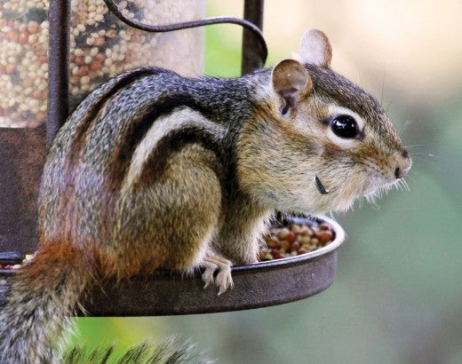 Chipmunk outside, on bird feeder