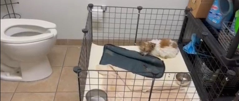 A puppy curled up in a crate