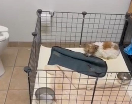 A puppy curled up in a crate