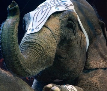 Circus elephant