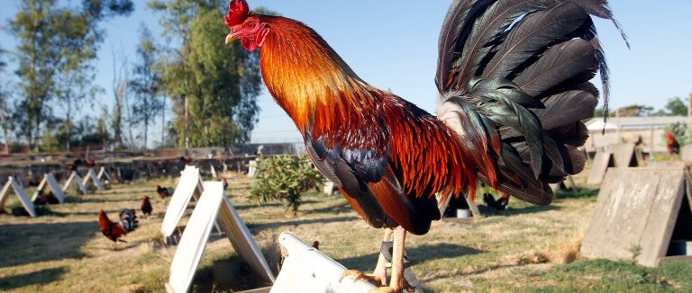 Fighting roosters bred for cockfighting or chicken fighting are in a backyard of a home