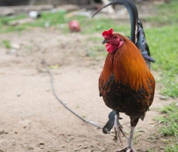 A rooster attached to a tether that was bread for cockfighting