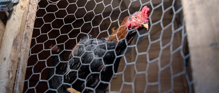 A rooster looks out from a caged enclosure.