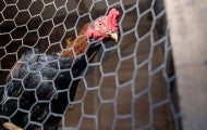 A rooster looks out from a caged enclosure.