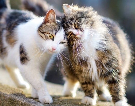 Two outdoor cats, also known as community or feral cats, comfort each other