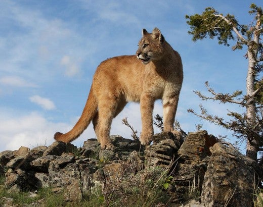 mountain lion in the wild