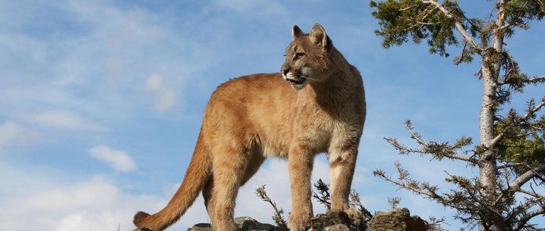 mountain lion in the wild