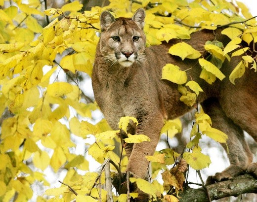 Cougar in a high branch of a tree