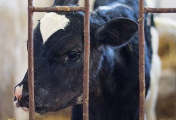 sad veal in a cage