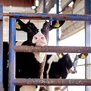 Cow in group housing