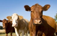 Three cows standing 