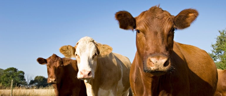 Three cows standing 