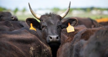 Cows crowded in a field