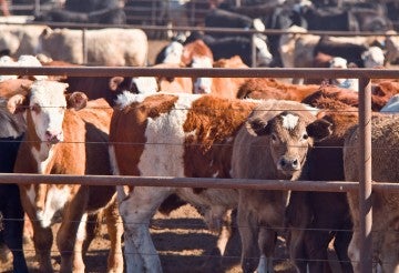 many cows crammed into a feedlot pen