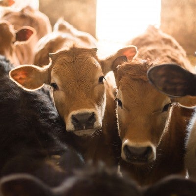 Cows packed tightly into a stall